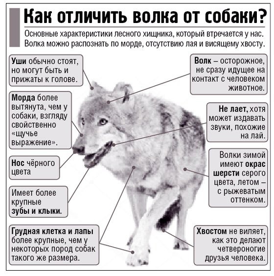 Как отличить волка от собаки?.