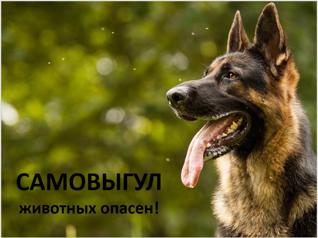 «Самовыгул животных опасен».