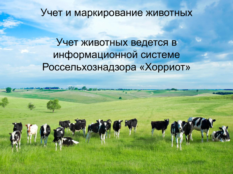 Учет и маркирование животных. Учет и маркирование животных.